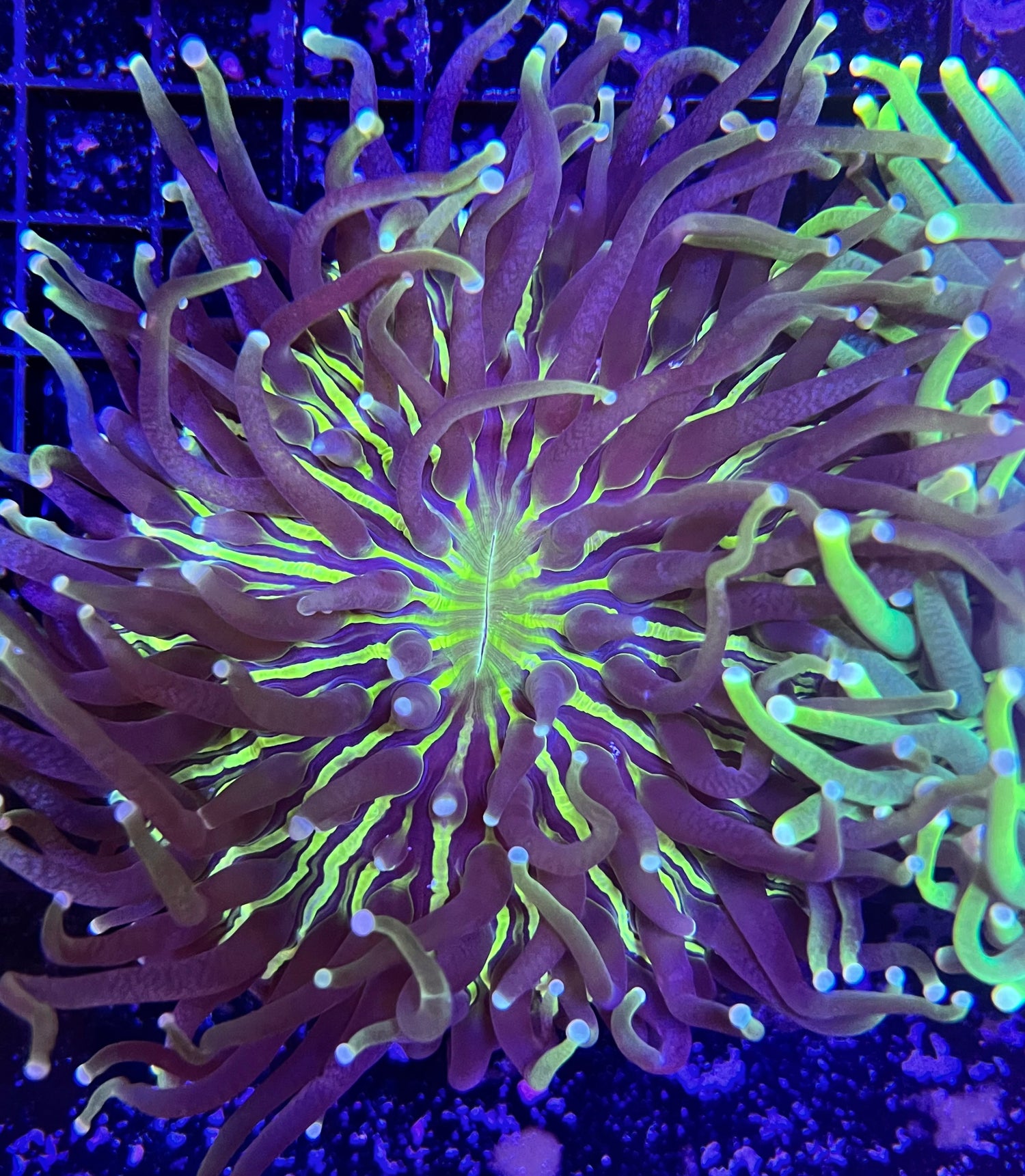 All Other Corals