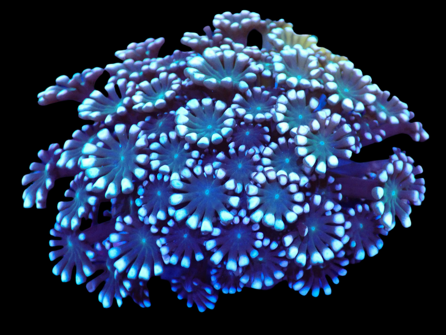 Alveopora Frag