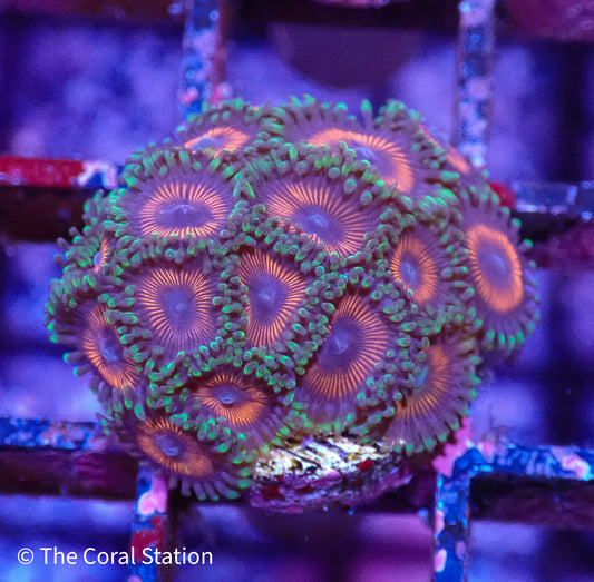 Zoa Frag