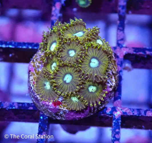 Zoa Frag