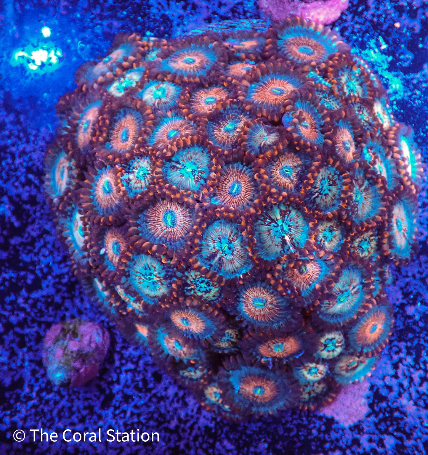 Zoa - White Zombie Colony