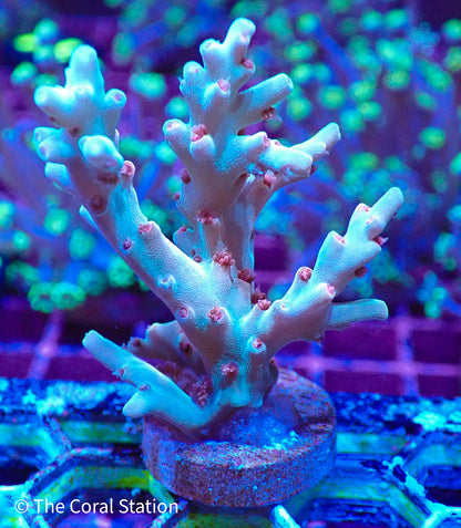 Acropora Speciosa