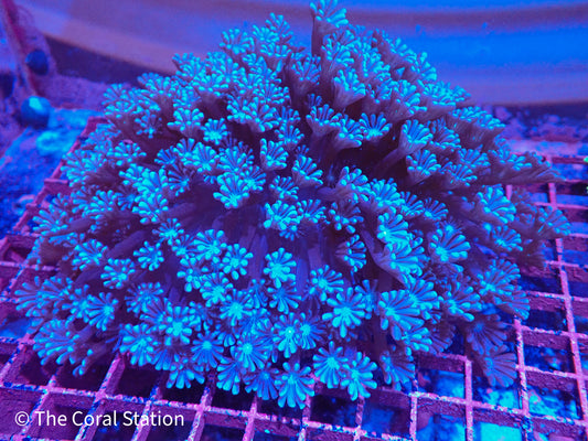 Deep Purple Alveopora Colony