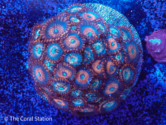 Zoa - White Zombie Colony