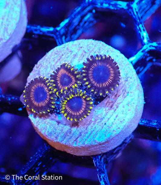 Watermelons Zoa