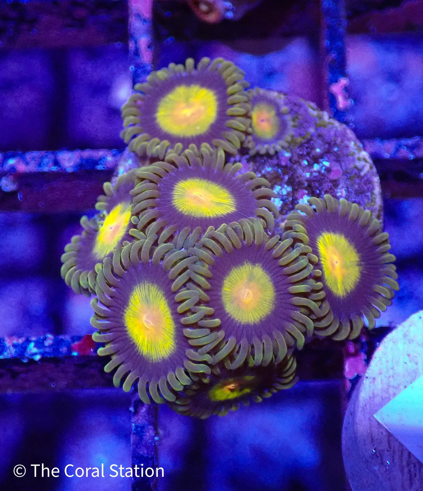 Zoa Frag