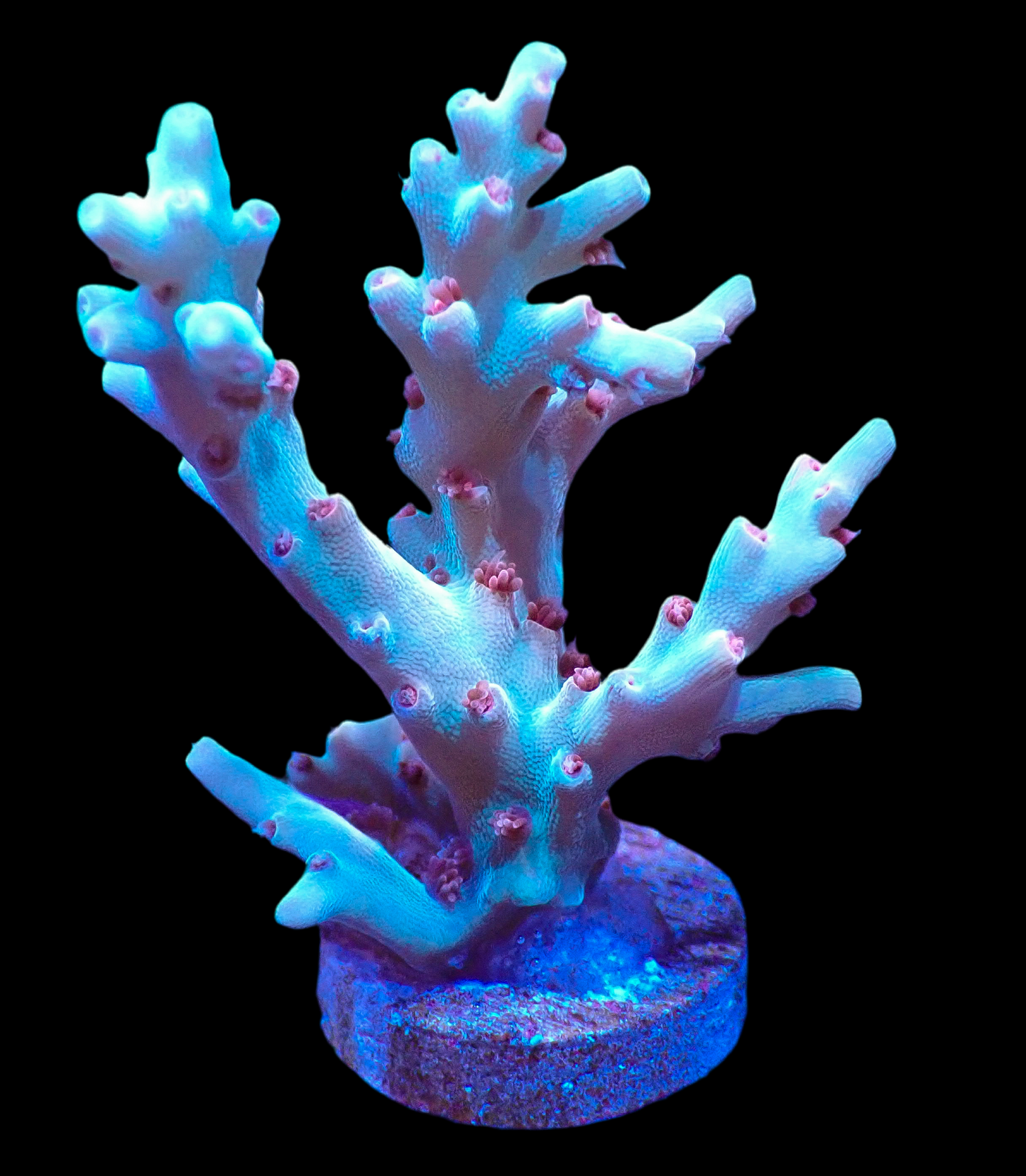 Acropora Speciosa