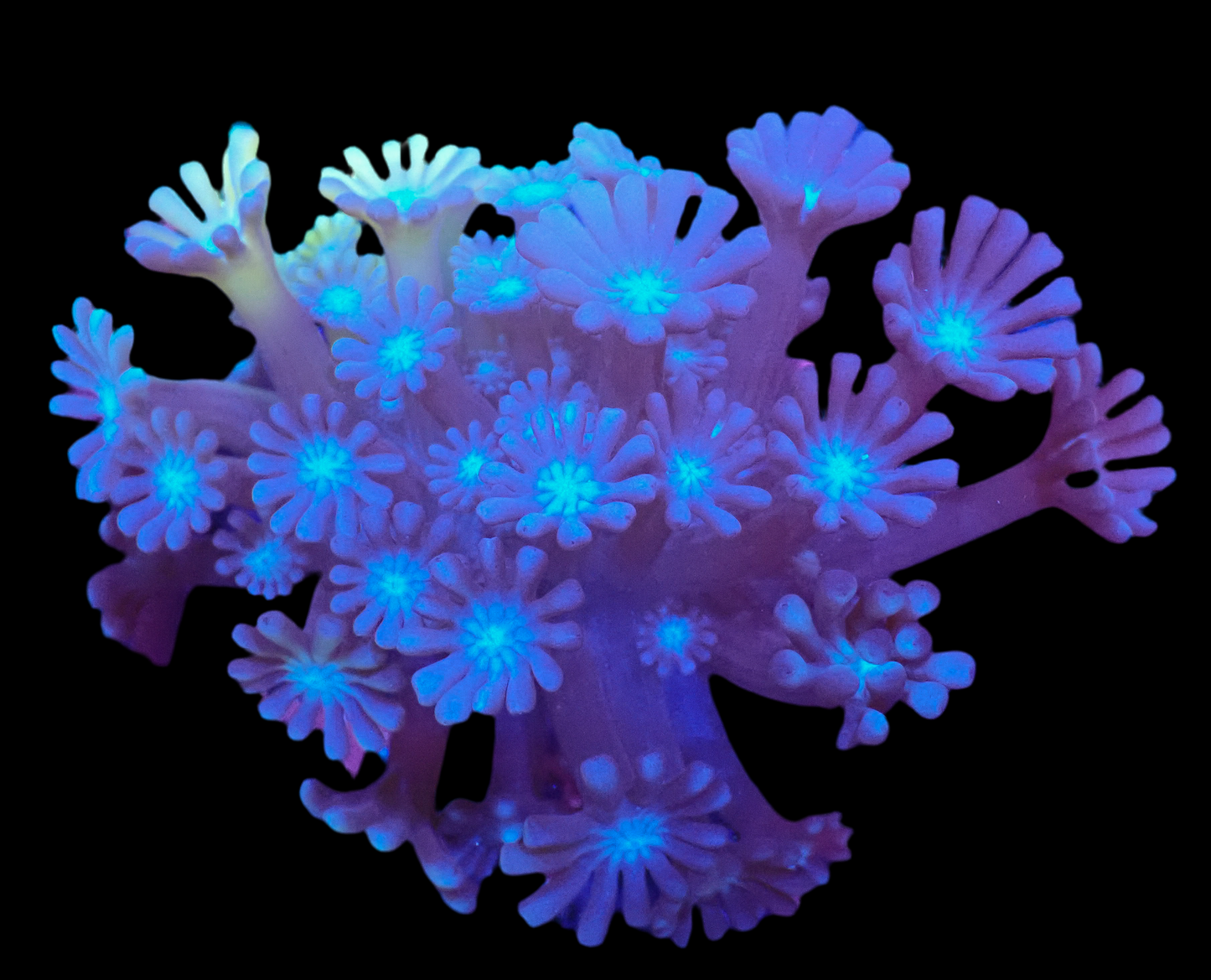 Purple Alveopora Frag