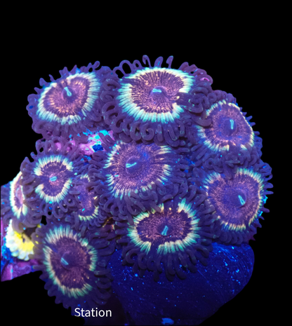 Solar Flare Zoa