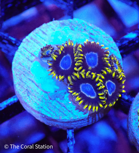 Frozen Hornets Zoa