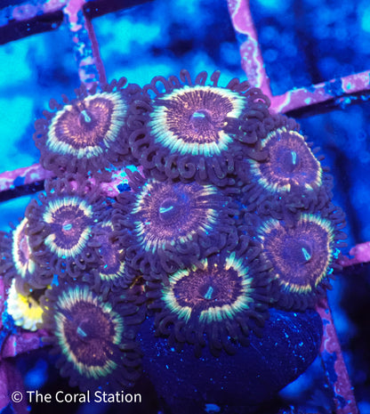 Solar Flare Zoa