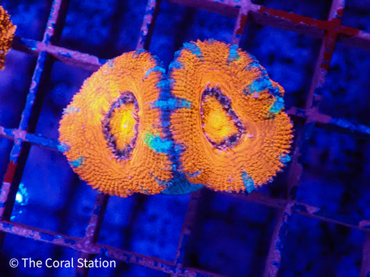 Rainbow Acan