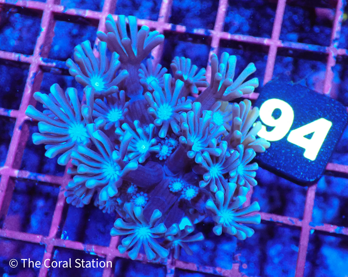 Purple Alveopora Frag