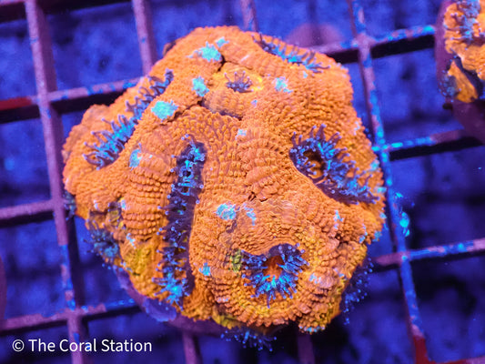 Rainbow Acan