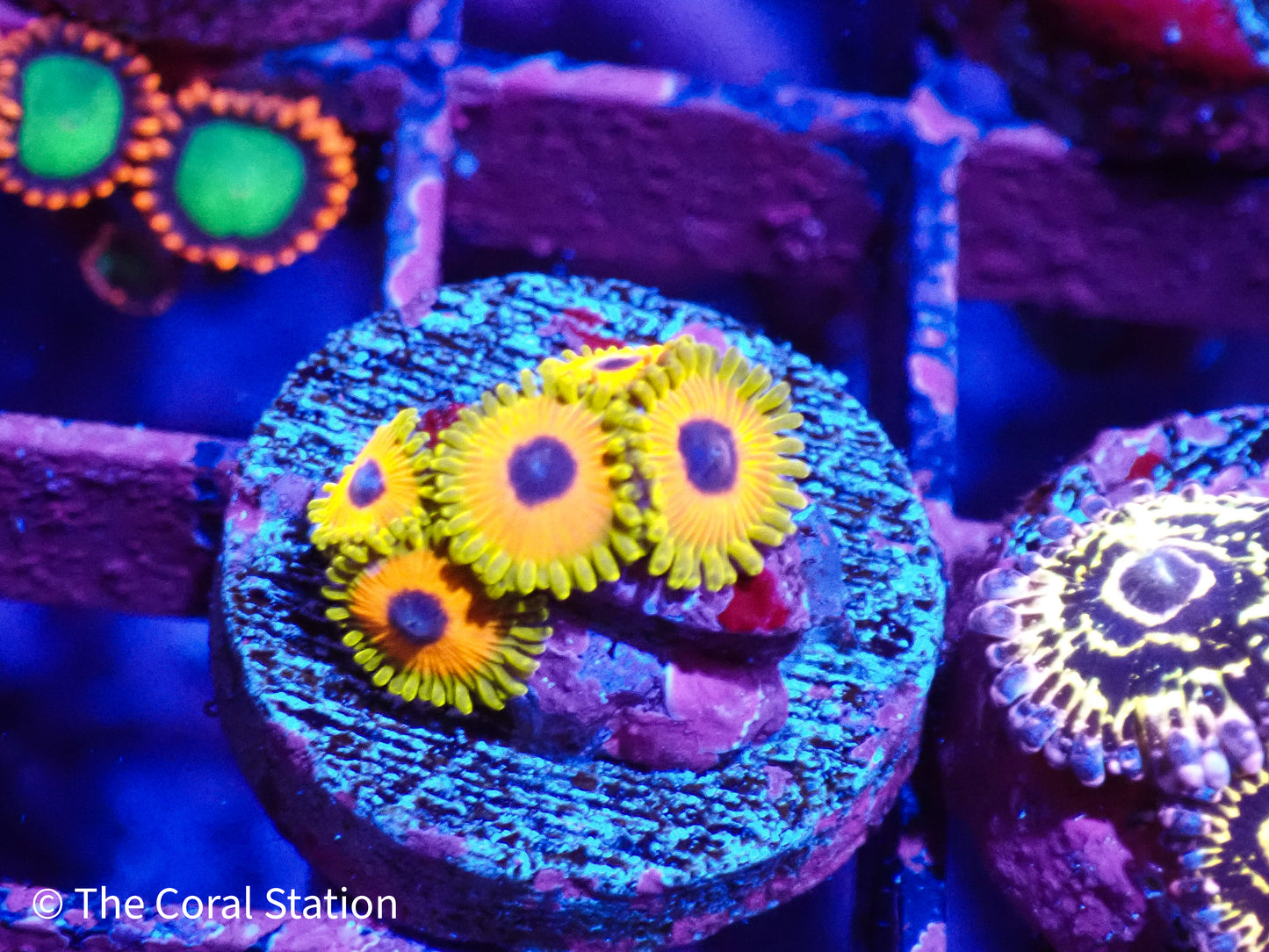 Great Owl Zoa 5Polyps