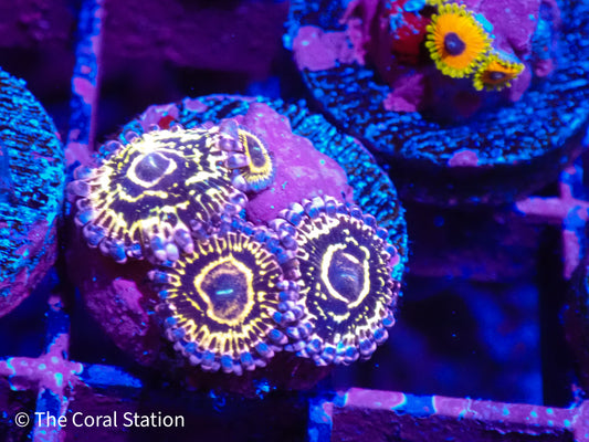 Stratosphere Zoa 3Polyp+baby