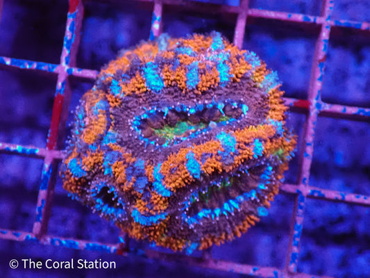 Rainbow Acan