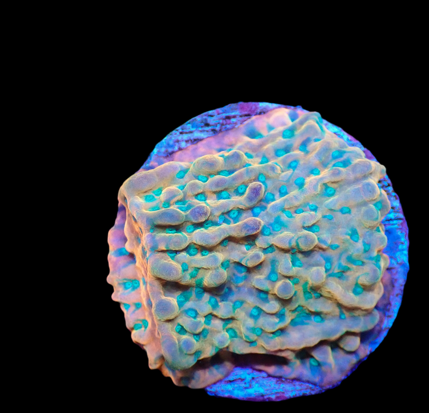 JF Vino Montipora