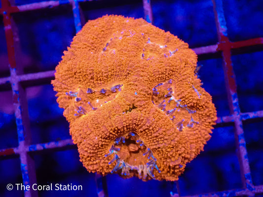 Rainbow Acan