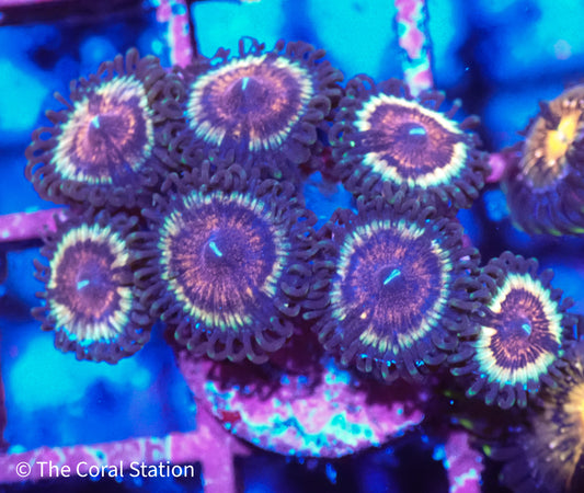 Solar Flare Zoa