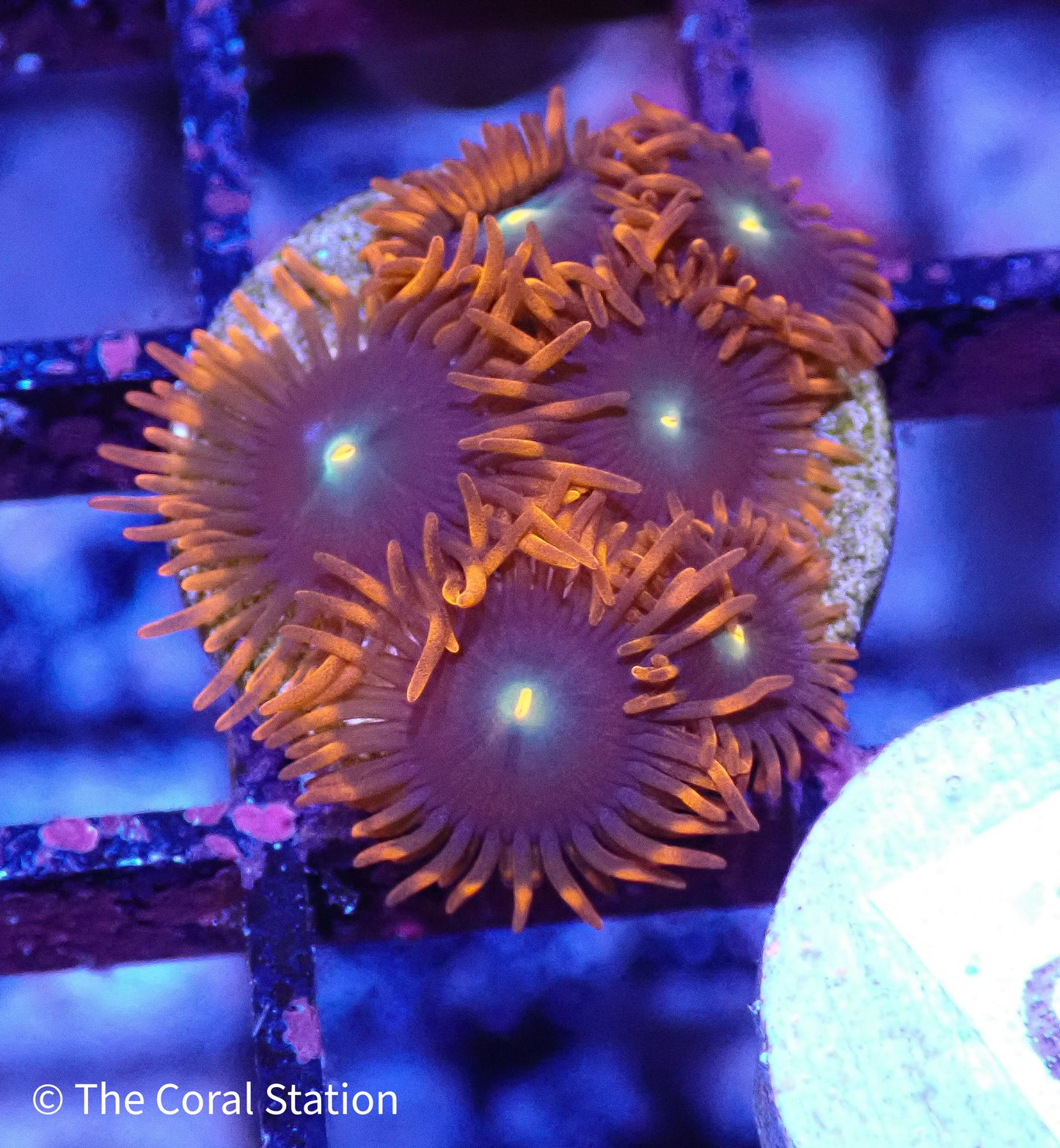 Zoa Frag