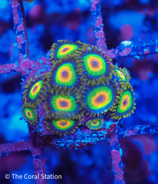 Zoa Frag - Rasta