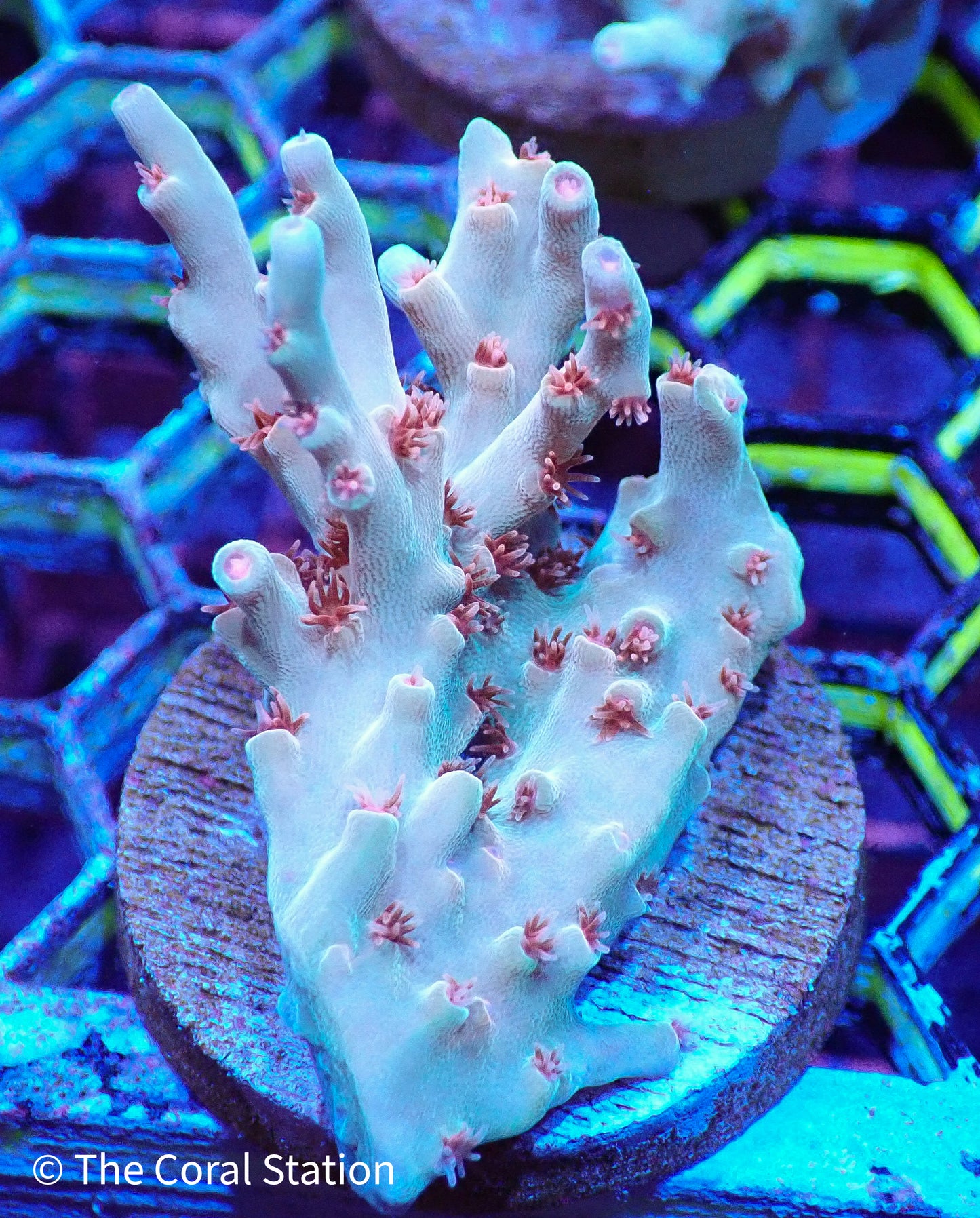 Acropora Speciosa