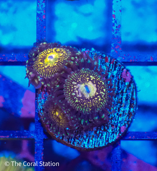 Zoa - Grim Reaper 4Polyp