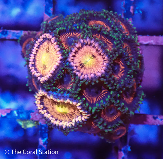 Zoa Frag