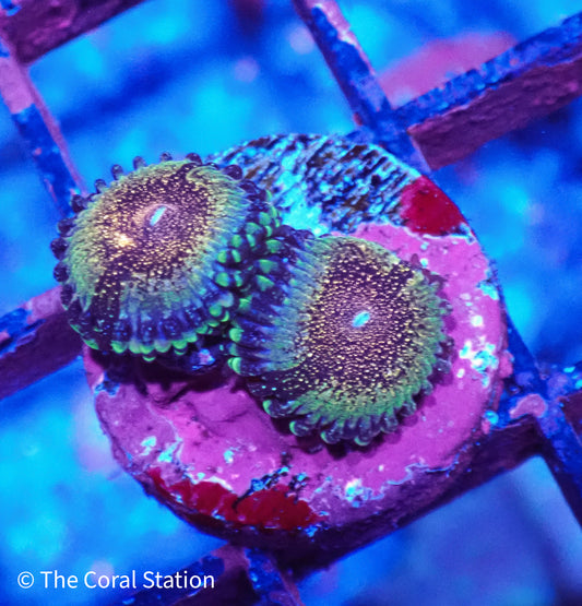 HR Death Star Zoa 2 Polyp