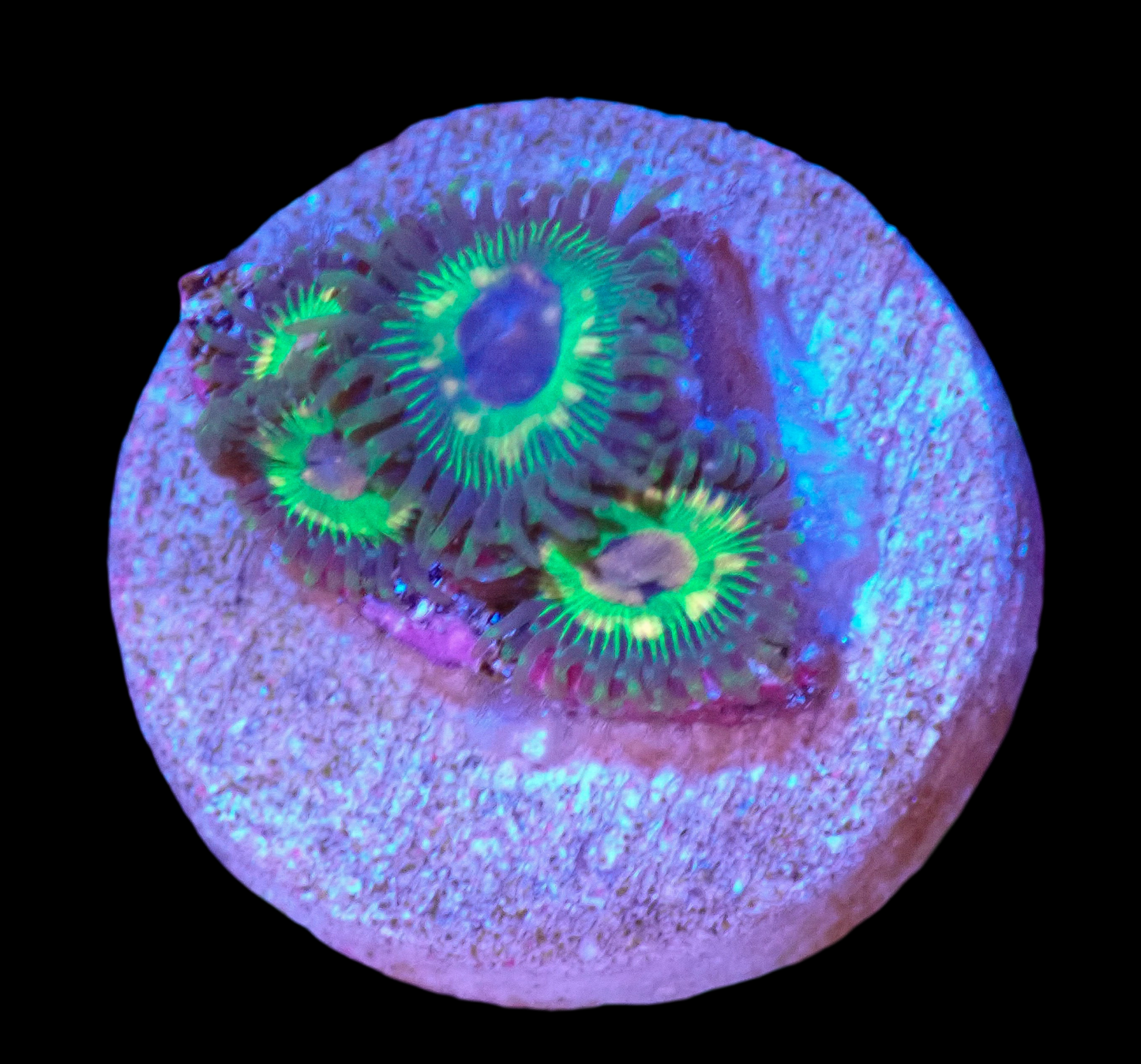 TCS Luigi’s Mansion Zoa- 4 Polyps