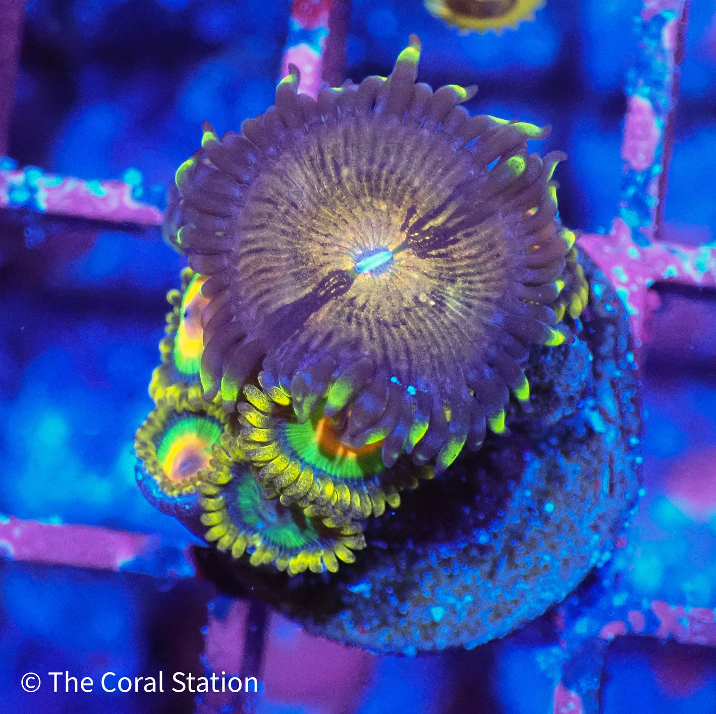 Zoa Frag