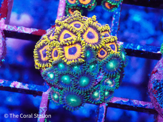 Zoa Mix Frag