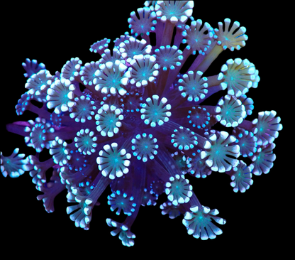 Alveopora Frag