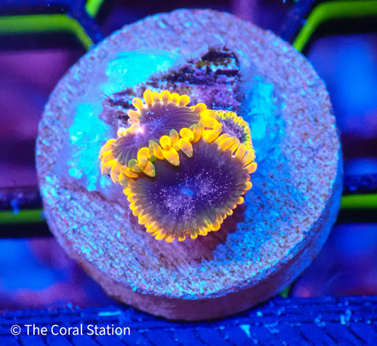 Ziggy Marley Zoa- 3Polyps