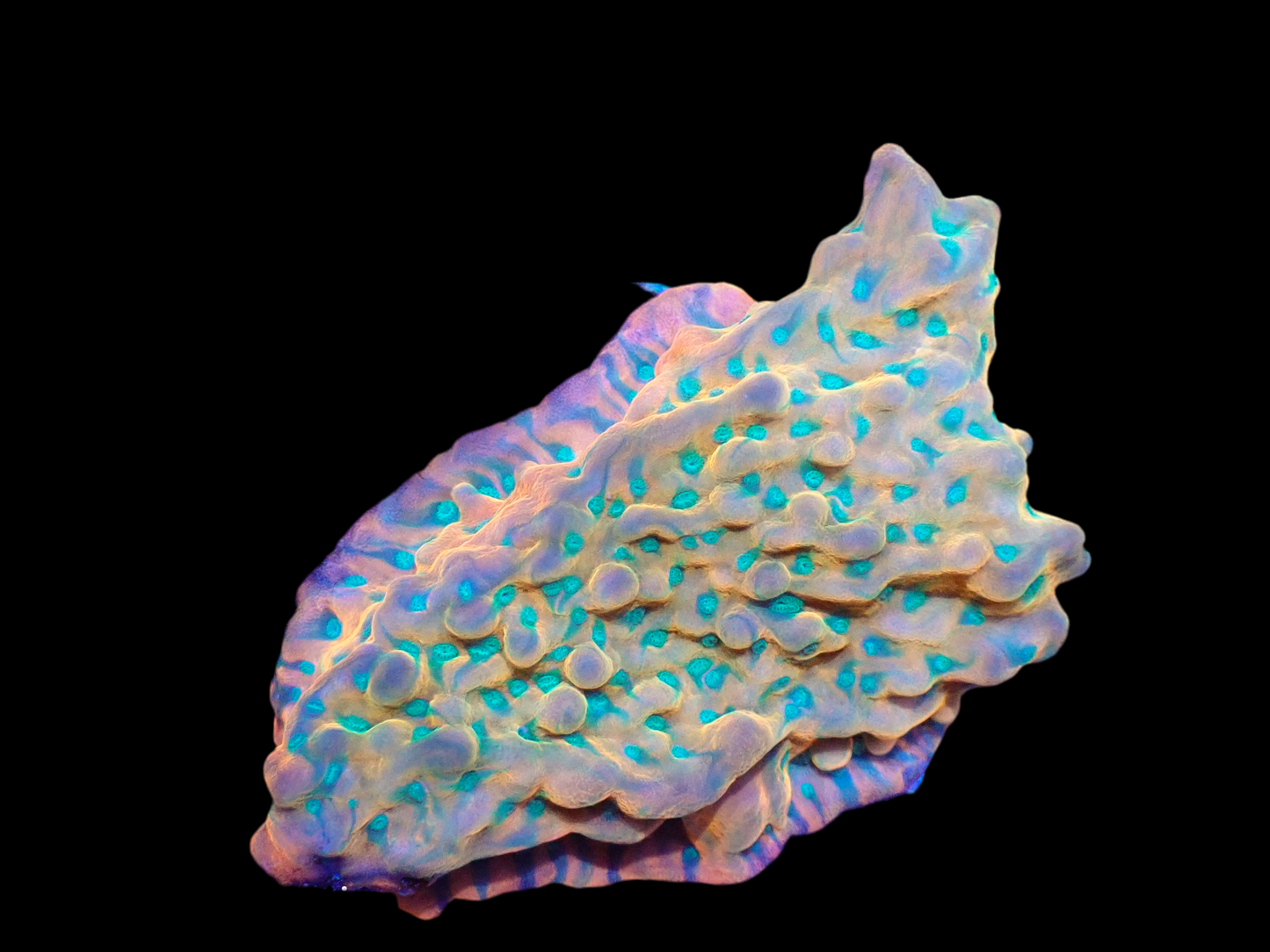 JF Vino Montipora