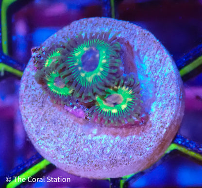 TCS Luigi’s Mansion Zoa- 4 Polyps