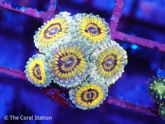 Zoa Frag