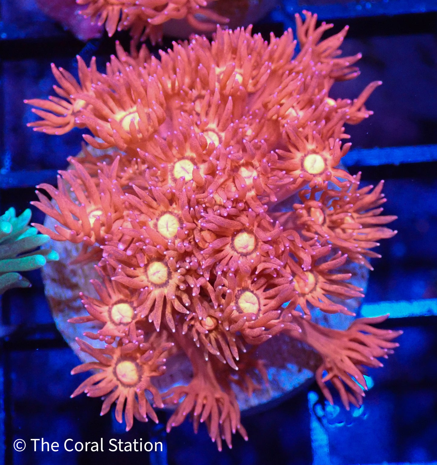 Super Bright Pink Goni Frag