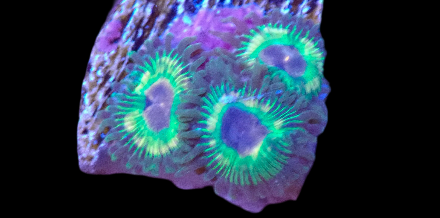 TCS Luigi’s Mansion Zoa- 3 Polyps