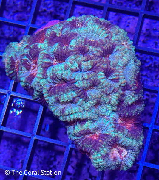 Favia Colony - super colorful